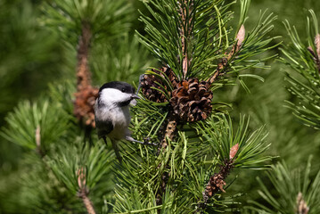 Willow tit perched on a pine branch with cones. Cute little bird Poecile montanus with black and white feathers. © miss.lemon