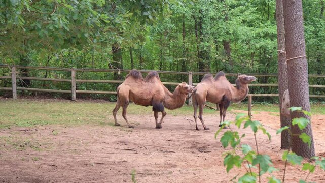 4K video of two Bactrian camels playfully interacting and gently biting each other in an outdoor zoo paddock.