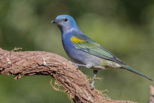 Golden-chevroned Tanager (Thraupis ornata) perched on the branch