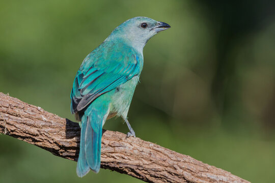 Azure-shouldered Tanager (Thraupis cyanoptera) perched on a branch