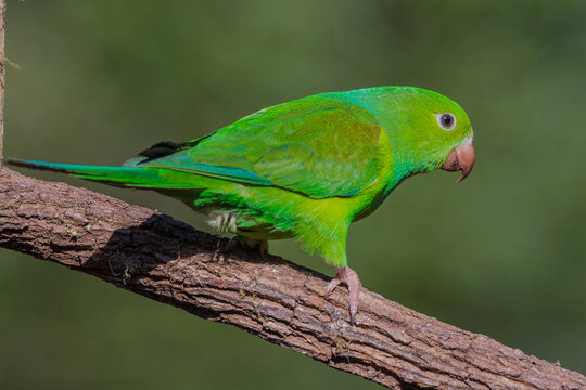 Plain Parakeet (Brotogeris tirica) walking on the branch