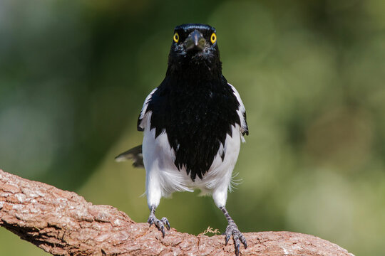 Magpie Tanager (Cissopis leverianus) perched on branch