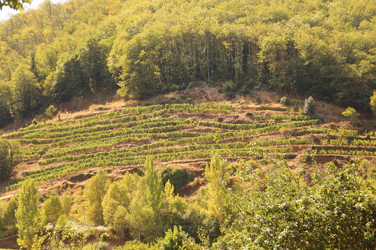 Arboleda