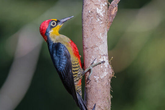 Yellow-fronted Woodpecker (Melanerpes flavifrons) portrait in a brazilian forest
