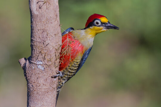 Yellow-fronted Woodpecker (Melanerpes flavifrons) portrait 