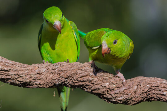 Couple of Plain Parakeet (Brotogeris tirica)