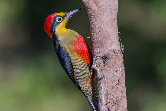 Yellow-fronted Woodpecker (Melanerpes flavifrons) perched 