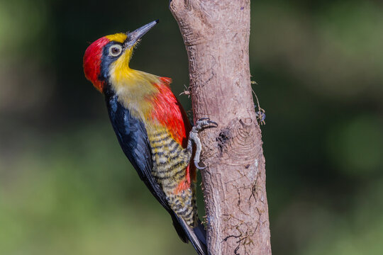 Yellow-fronted Woodpecker (Melanerpes flavifrons) perched on a branch
