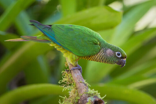 Maroon-bellied Parakeet (Pyrrhura frontalis) perched on an Atlantic Forest background