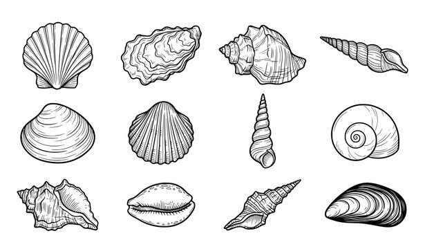 Hand Drawn Seashell Collection Scallop Conch Clam Oyster and Marine Shell Vector