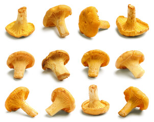 Fresh chanterelles isolated on white, set. Edible mushrooms © New Africa