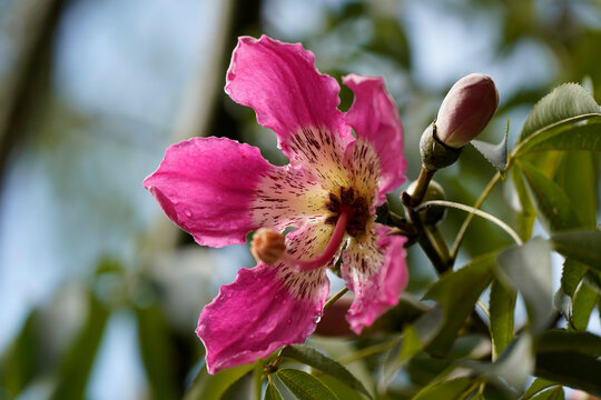 flor de ceiba