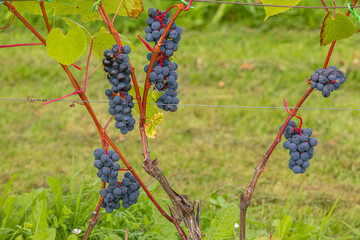 Grapevines with clusters of ripe blue grapes growing on the vine in a vineyard, green grass and foliage visible in the background under natural daylight © Emvats