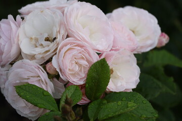 Pink roses shining with moisture after a summer rain, abundant flowering bush in a peaceful garden setting © Olga