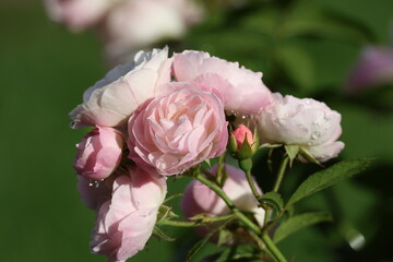 Light pink roses covered with fresh raindrops after a summer storm, graceful blossoms © Olga