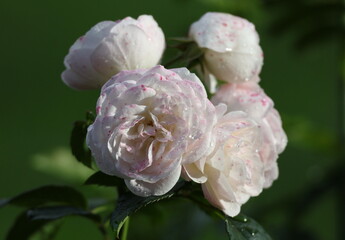 Soft white and pink roses fresh from a summer shower, elegant blossoms surrounded by rain soaked foliage © Olga