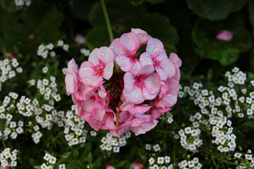 Obraz premium Pink phlox flowers covered with fresh raindrops after a summer shower, lush garden blossoms in soft natural light