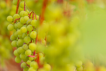 Close-up of green grapes hanging on vine in vineyard, blurred background showcasing lush foliage and natural sunlight filtering through leaves © Emvats