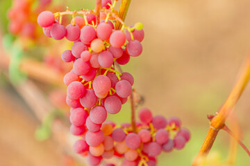 Close-up view of ripe pink grapes hanging on a vine in a vineyard, showcasing clusters of fruit against a blurred natural background © Emvats