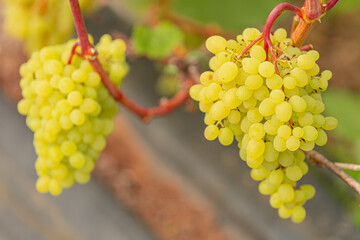 Bunches of green grapes hanging from a vine with blurred background of leaves and soil, showcasing fresh fruit in a vineyard setting © Emvats