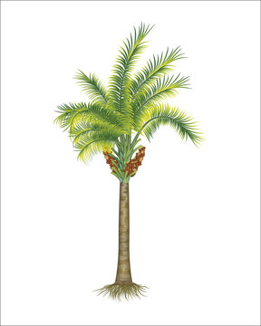 botanical vector illustration of a mature Mauritia flexuosa palm tree, also known as the aguaje or moriche palm, featuring a tall single trunk with visible roots, vibrant green fronds,