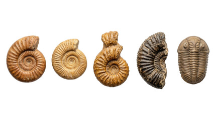 Collection of ancient fossils including ammonites and a trilobite on white © Ivan