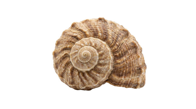 Detailed spiral seashell with intricate patterns and textured surface