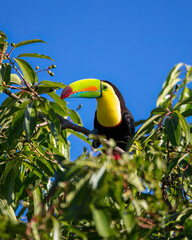 Keel-billed toucan © Nick Hobgood