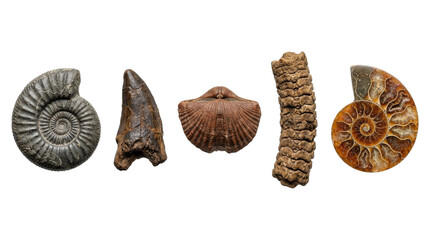 Collection of ancient fossils including ammonites, a tooth, and a shell © Ivan