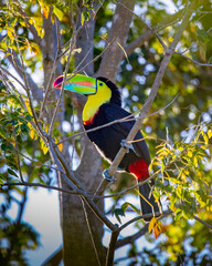 Keel-billed toucan © Nick Hobgood
