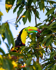 Keel-billed toucan © Nick Hobgood
