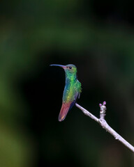 Roufus tailed hummingbird © Nick Hobgood