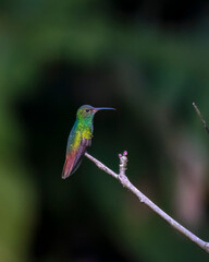 Roufus tailed hummingbird © Nick Hobgood