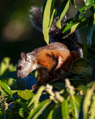 Squirrel © Nick Hobgood