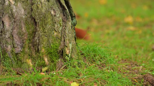 Europ&auml;isches Eichh&ouml;rnchen (Sciurus vulgaris), knabbert aufmerksam an einer Nuss