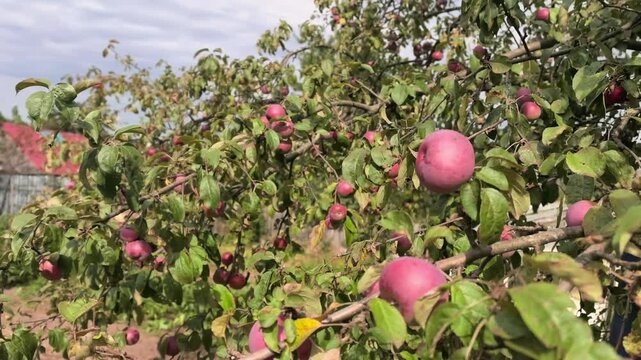 Groups of people gather in an orchard to pick ripe apples from trees. The sky is slightly cloudy, and there is a sense of excitement in the air as they fill their baskets.