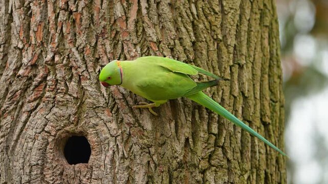 Gr&uuml;ner Halsbandsittich (Psittacula krameri), klettert an einem Baum, direkt neben einer Bruth&ouml;hle