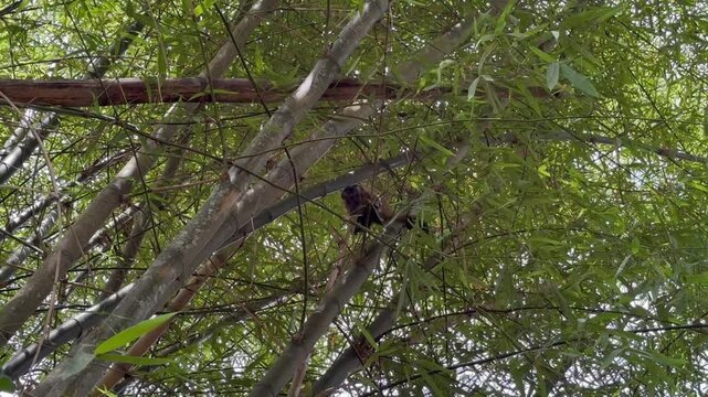 Amazonian Wildlife: Capuchin Monkey Moving Through Dense Bamboo