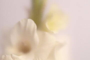 Obraz premium Smoke selected soft focus cream beige white Gladiolus Flower through translucent matte frosted glass. Abstract natural blurred grain light fog background.
