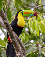 Keel-billed Toucan © Nick Hobgood