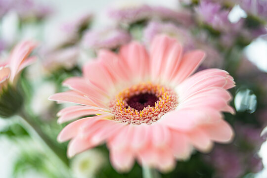 Pink gerbera daisy bloom in closeup, centered against softly blurred foliage and flowers, with delicate petals, textured center, warm natural light