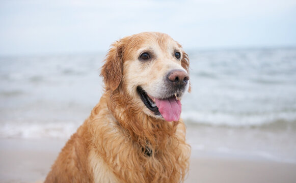 Portrait Of A Happy Golden Retriever On A Sandy Coastline