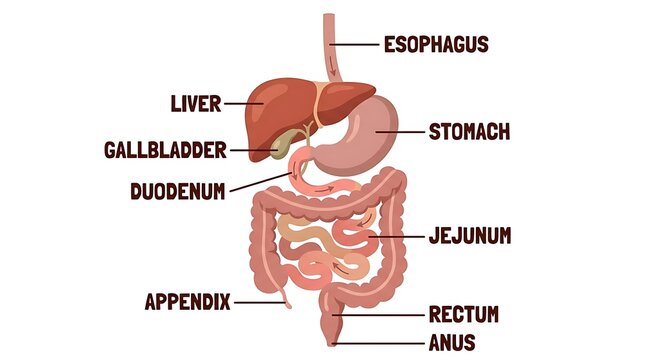 Anatomical diagram of human digestive system with labeled organs including