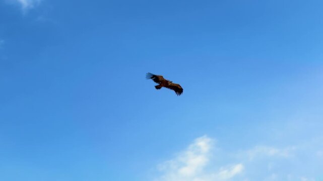 Griffon vulture flying soaring in blue sky, slow motion video clip. Wild bird of prey gliding in freedom with clouds background. High quality 4k footage