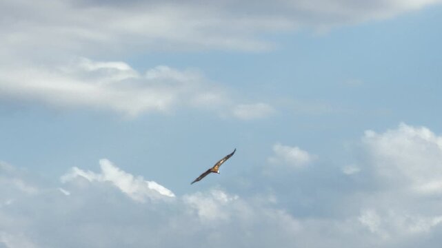 Pair of Griffon vultures flying soaring together in blue sky, video clip. Two wild birds of prey gliding in freedom with clouds background. High quality 4k footage
