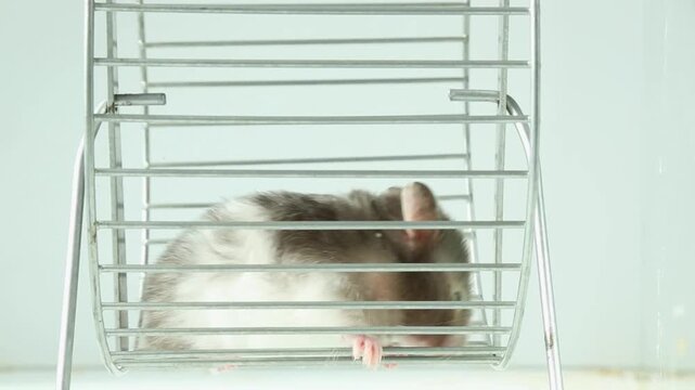 The small hamster sits inside a wire exercise wheel and begins to run, remaining mostly still, turning its head slightly and moving its paws gently while clipping.