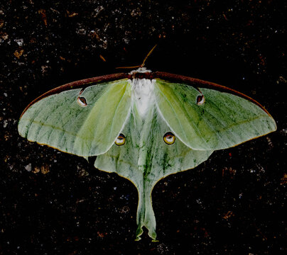 Green Moth with Eyes