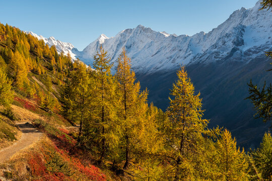 Vibrant autumn larch forest and hiking trail overlooking snow-covered mountains in the Swiss Alps near Lotschenalp.
