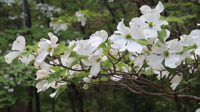 Blossoming white dogwood tree in spring