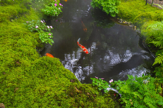 Colorful fancy carp fish (koi fish) in a garden pond in Japan,nishikigoi or orange carp.